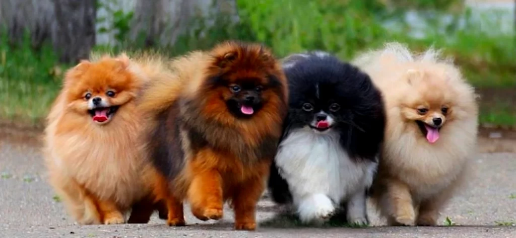 perro pomerania