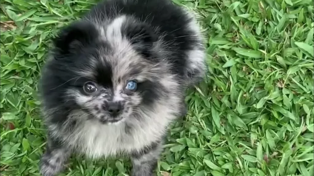 pomerania con pelaje tipo sable