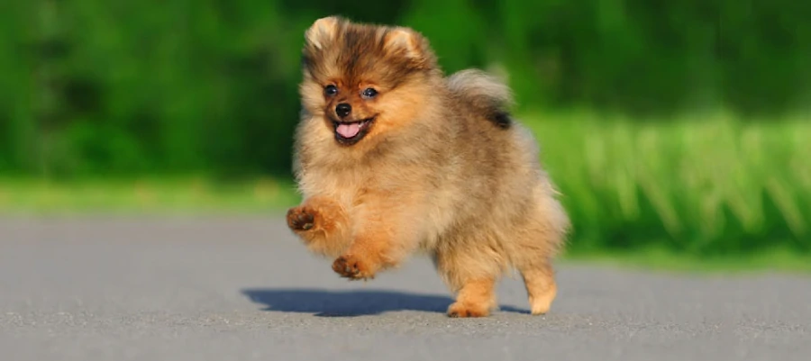 Pomerania bebe corriendo