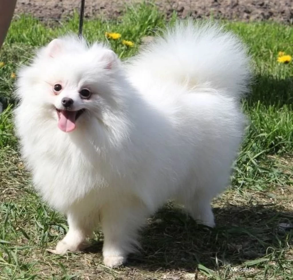pomerania albino